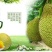 菠萝蜜15~20公斤特级大果要好货点这个链接