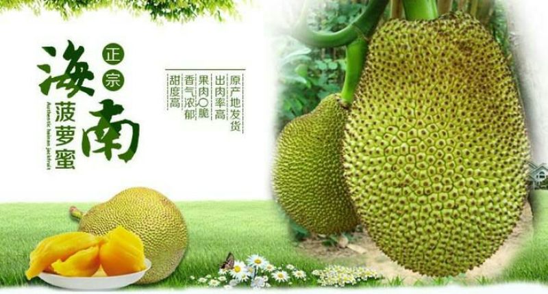 菠萝蜜15~20公斤特级大果要好货点这个链接