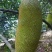 菠萝蜜15~20公斤特级大果要好货点这个链接