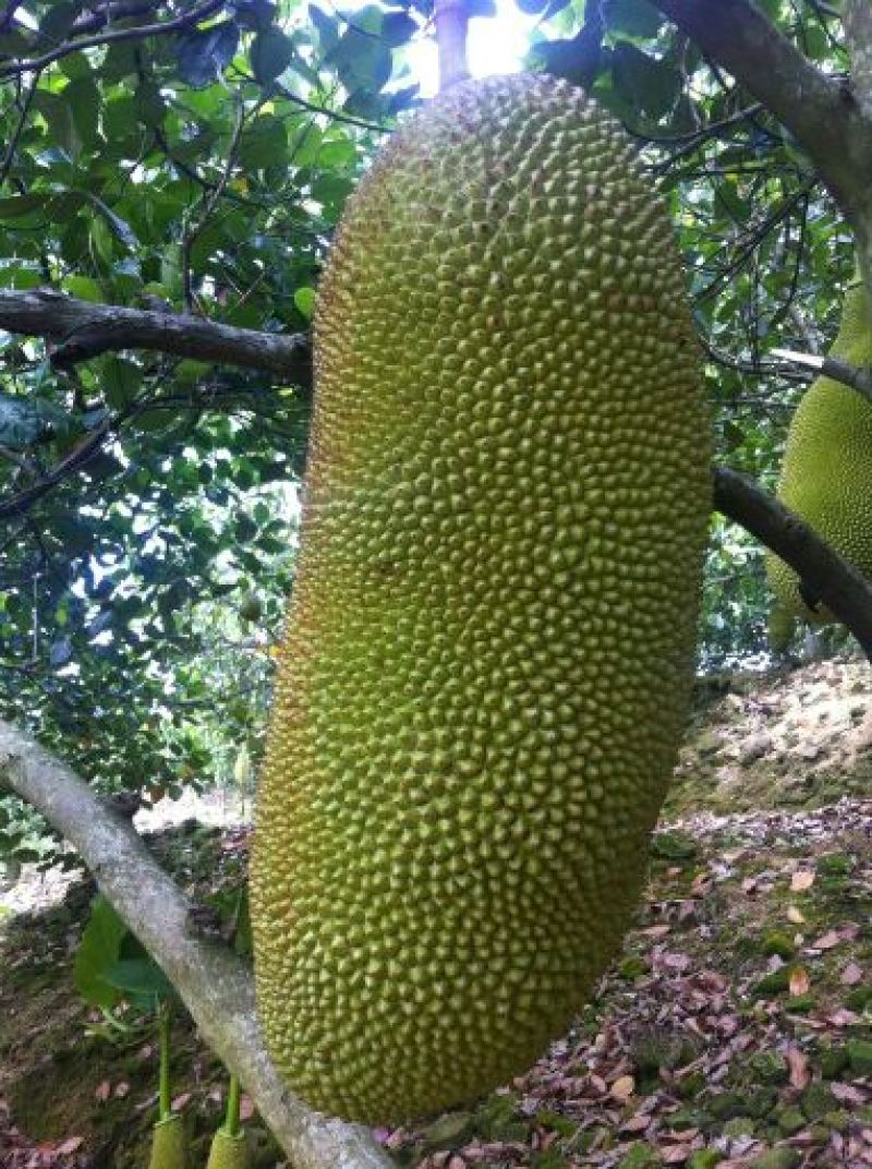 菠萝蜜15~20公斤特级大果要好货点这个链接