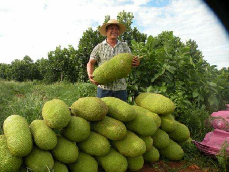 菠萝蜜15~20公斤特级大果要好货点这个链接