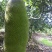 菠萝蜜15~20公斤特级大果要好货点这个链接