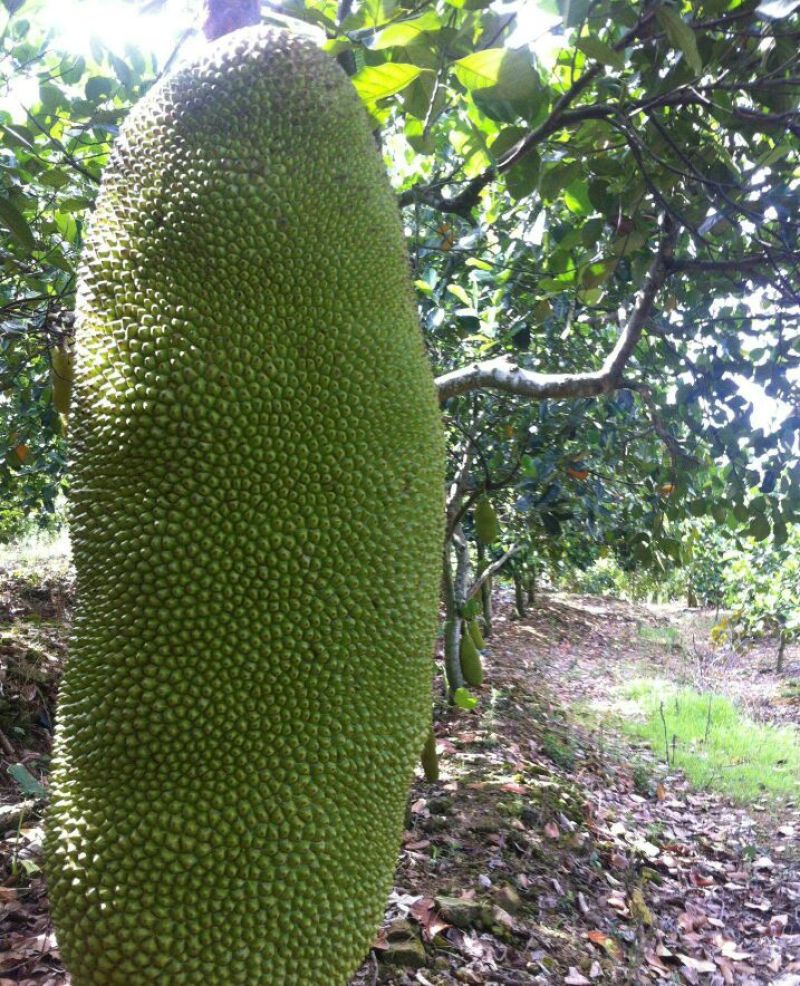 菠萝蜜15~20公斤特级大果要好货点这个链接