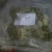 荷叶20~25cm选货