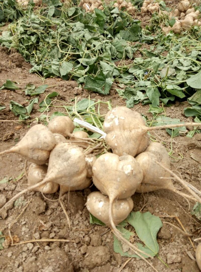 水晶沙葛500~1000g