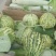 花蕾甜瓜羊角蜜1斤以上基地直发量大从优发往全国各地