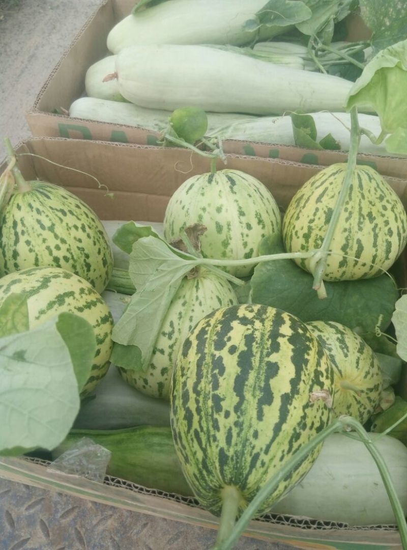 花蕾甜瓜羊角蜜1斤以上基地直发量大从优发往全国各地