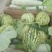 花蕾甜瓜羊角蜜1斤以上基地直发量大从优发往全国各地