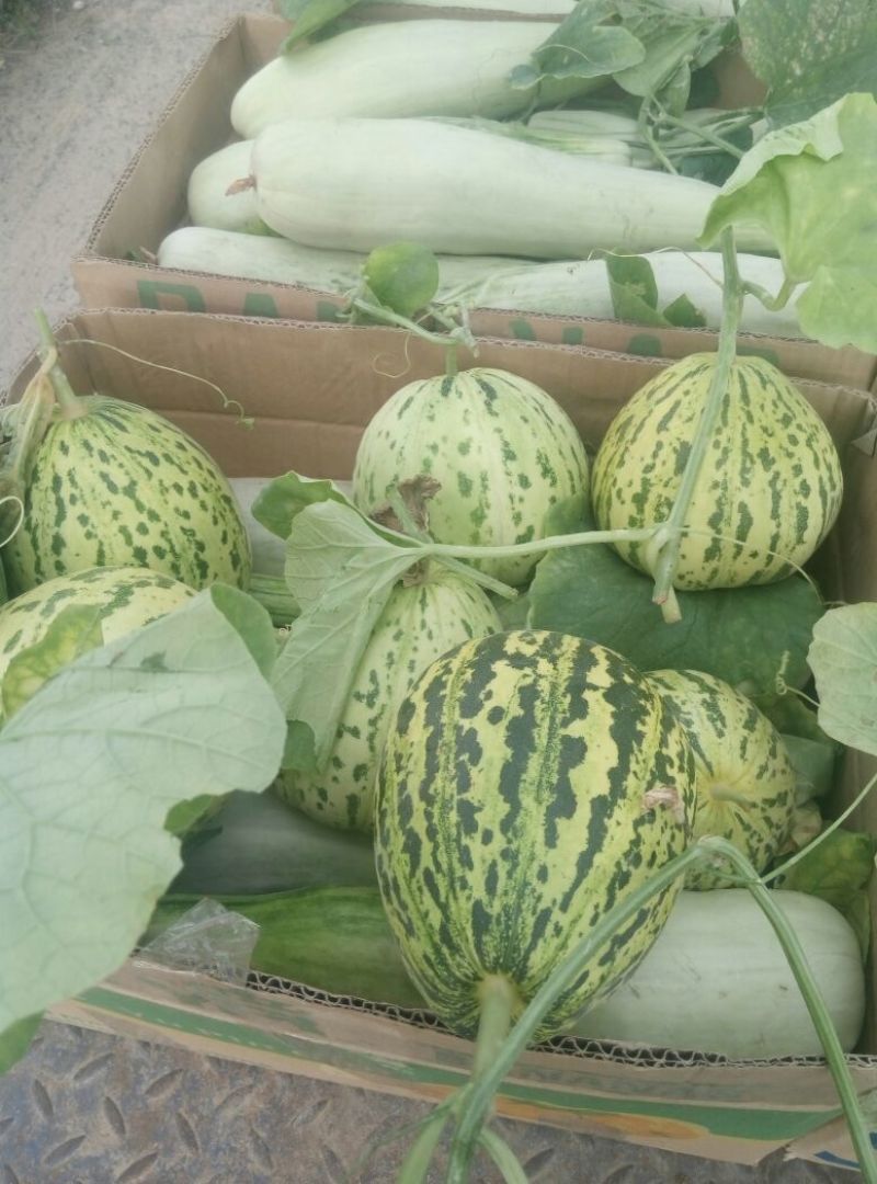 花蕾甜瓜羊角蜜1斤以上基地直发量大从优发往全国各地