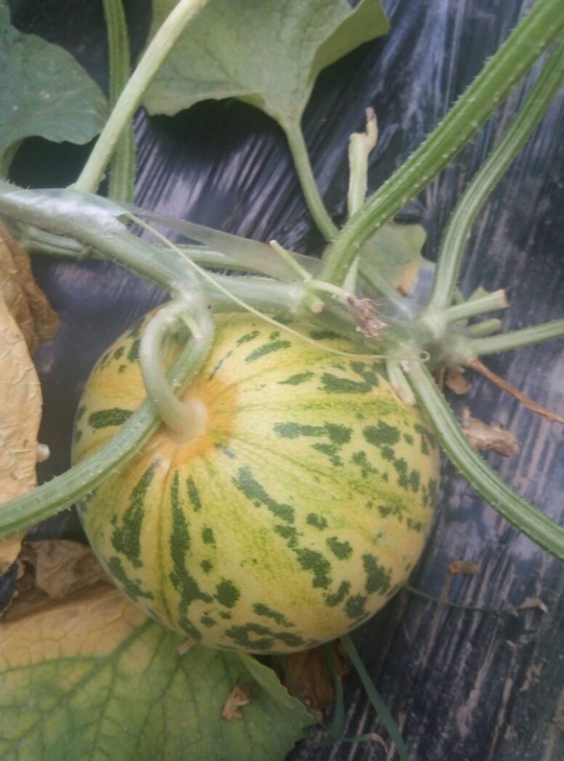 花蕾甜瓜羊角蜜1斤以上基地直发量大从优发往全国各地