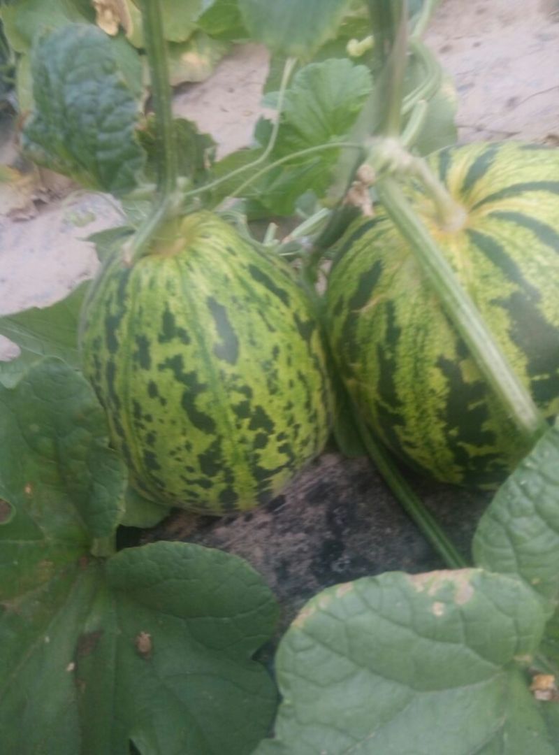 花蕾甜瓜羊角蜜1斤以上基地直发量大从优发往全国各地