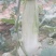 花蕾甜瓜羊角蜜1斤以上基地直发量大从优发往全国各地