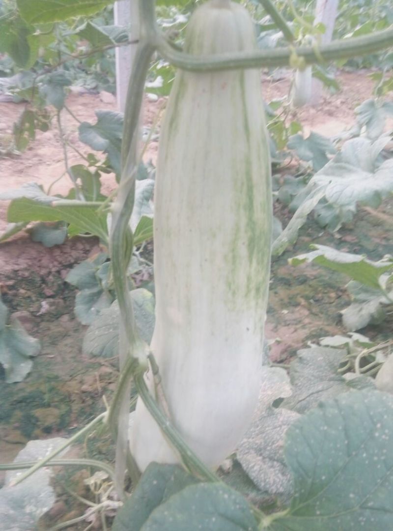花蕾甜瓜羊角蜜1斤以上基地直发量大从优发往全国各地