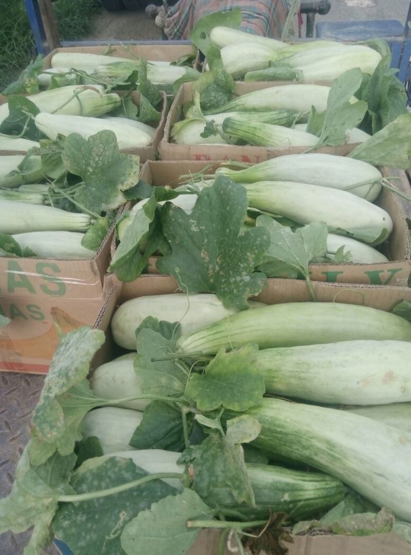 花蕾甜瓜羊角蜜1斤以上基地直发量大从优发往全国各地