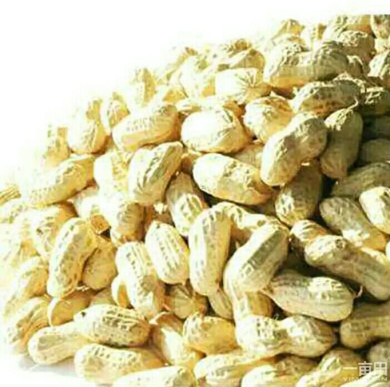 白沙系285花生米红皮一级