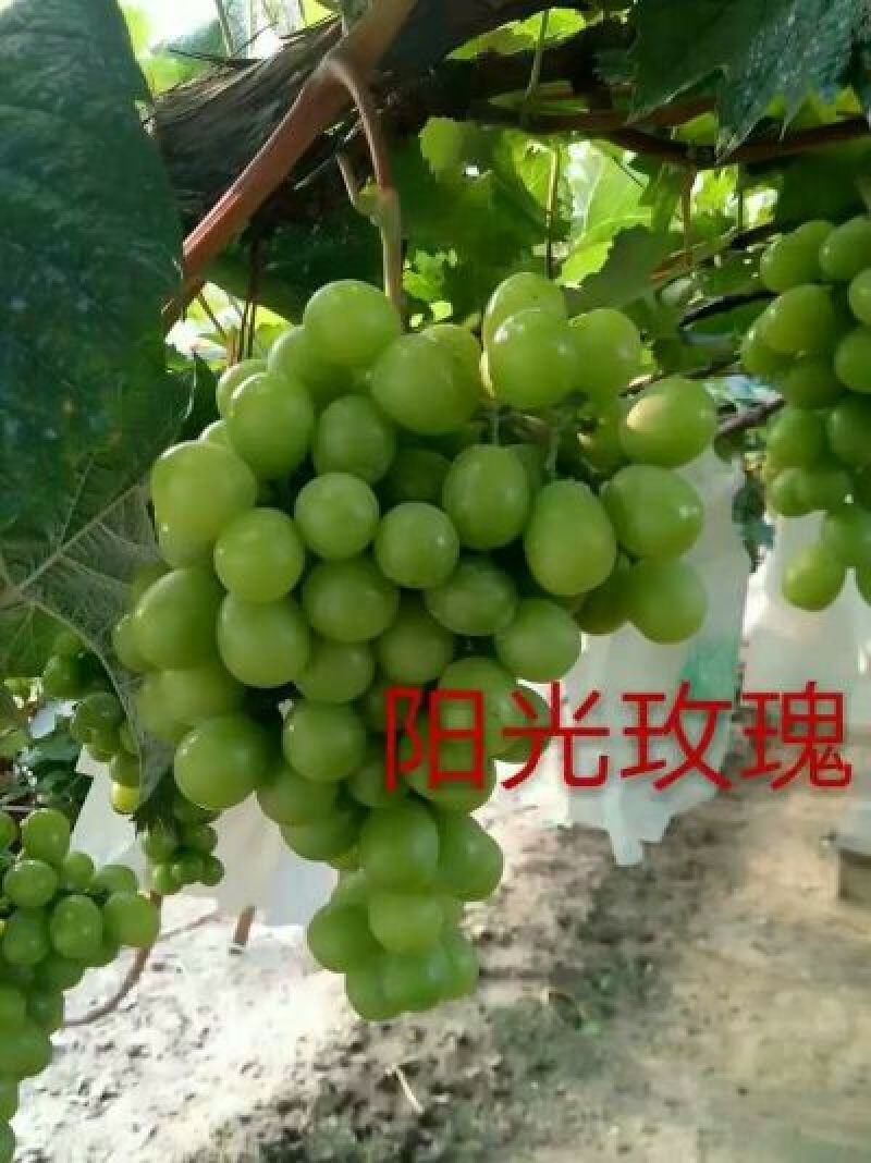 葡萄苗50~80cm1年保纯度保证正品