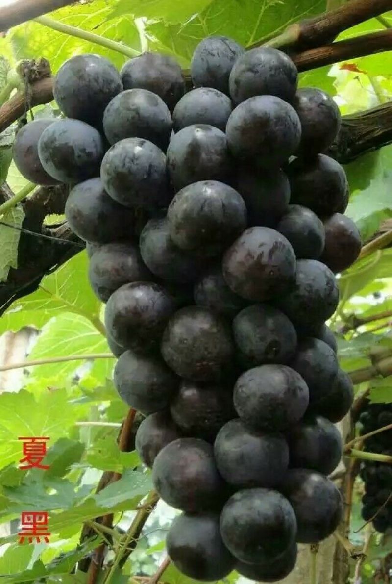 葡萄苗50~80cm1年保纯度保证正品