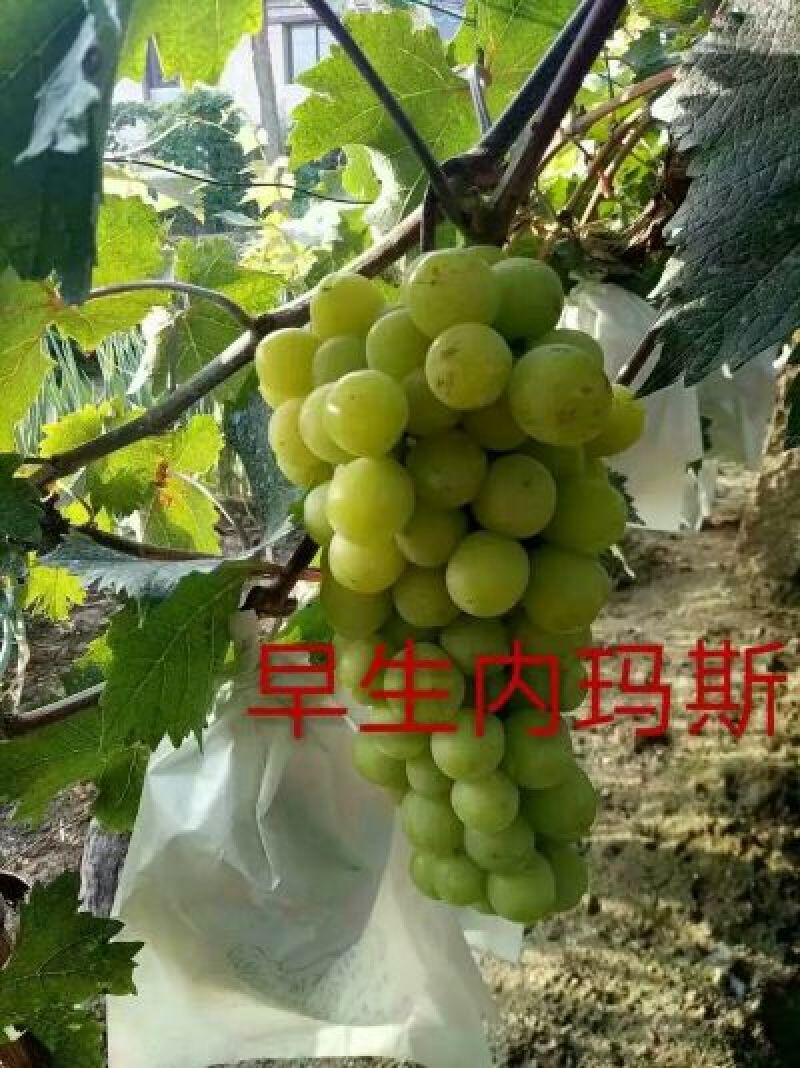 葡萄苗50~80cm1年保纯度保证正品