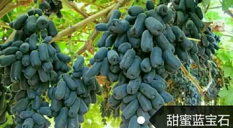 葡萄苗50~80cm1年保纯度保证正品