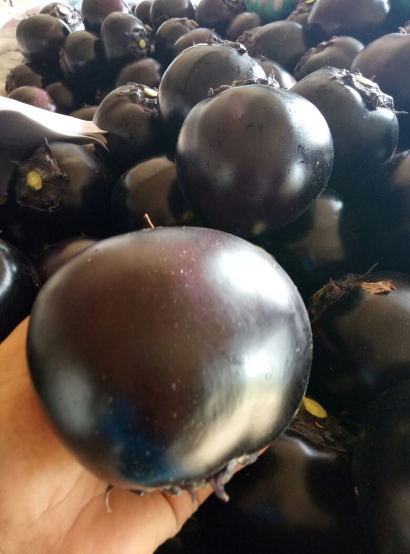 茄子园茄，长茄，绿把长茄紫把园茄产地供应