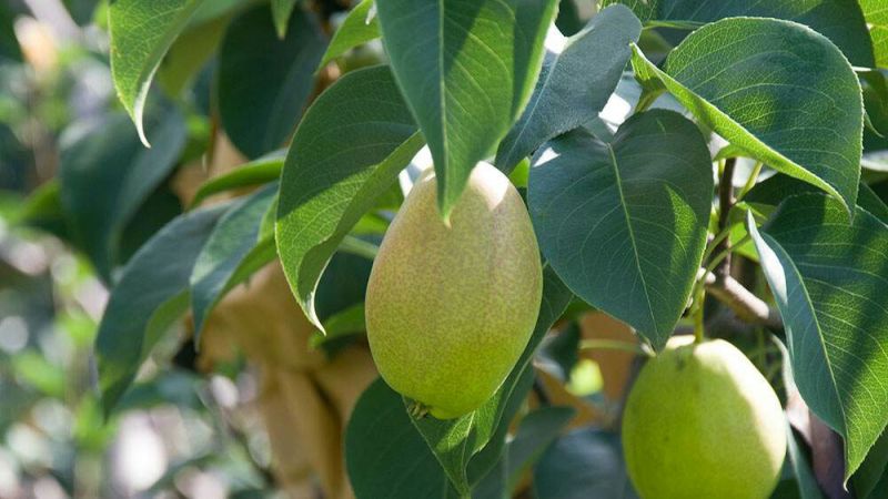馋嘴梨