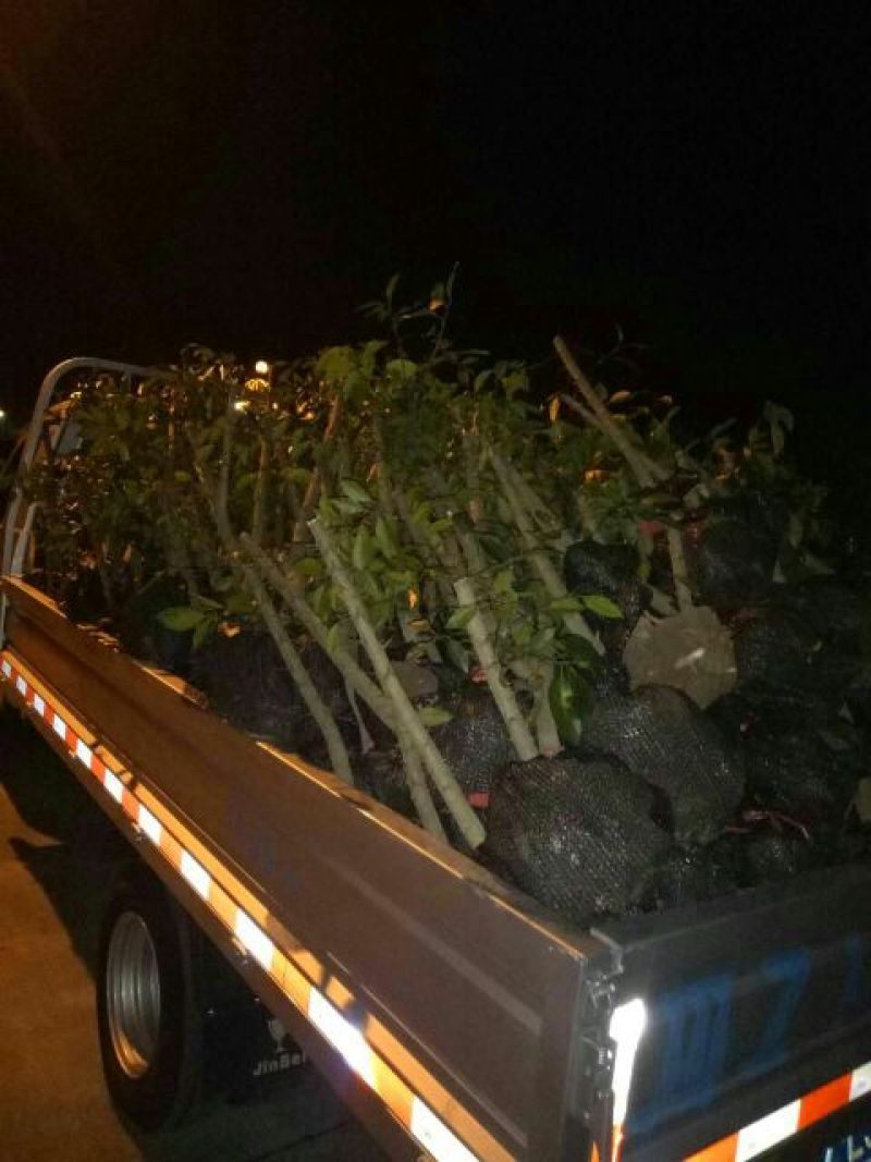 蜜橘树苗香橙树桩，无虫害