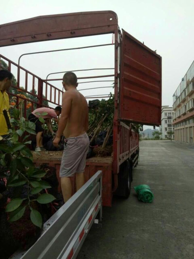 蜜橘树苗香橙树桩，无虫害