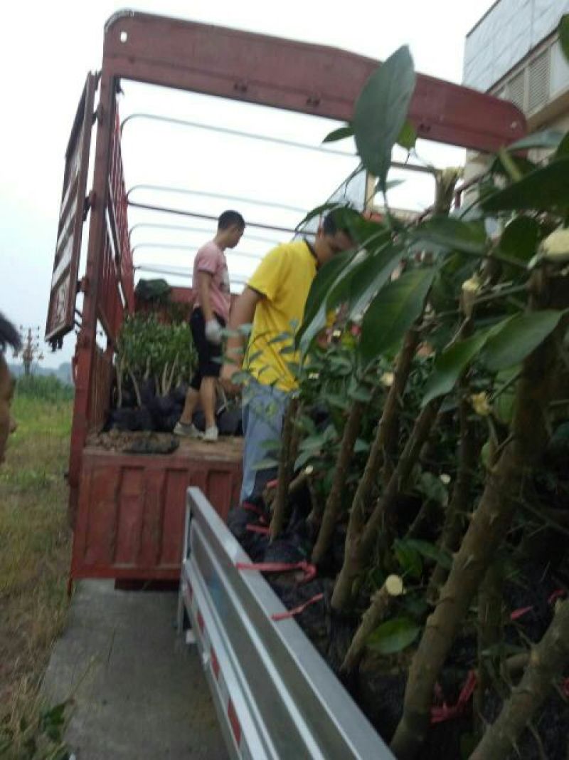 蜜橘树苗香橙树桩，无虫害
