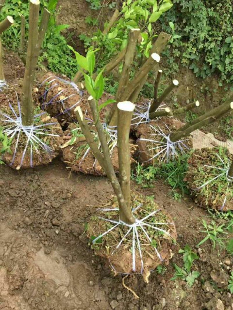 蜜橘树苗香橙树桩，无虫害