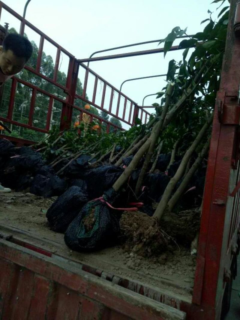 蜜橘树苗香橙树桩，无虫害