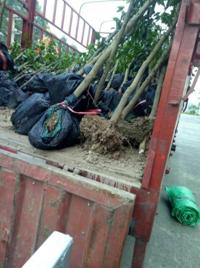 蜜橘树苗香橙树桩，无虫害