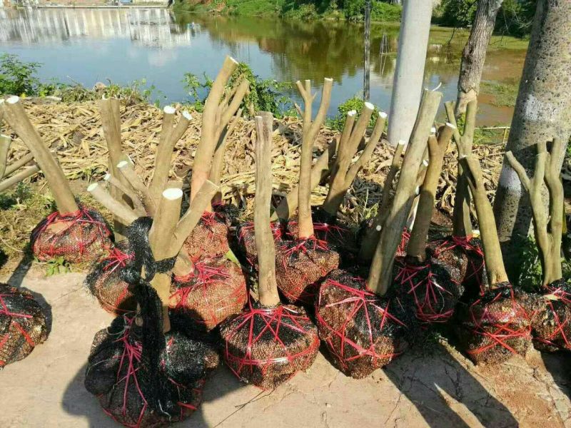 蜜橘树苗香橙树桩，无虫害