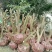 蜜橘树苗香橙树桩，无虫害