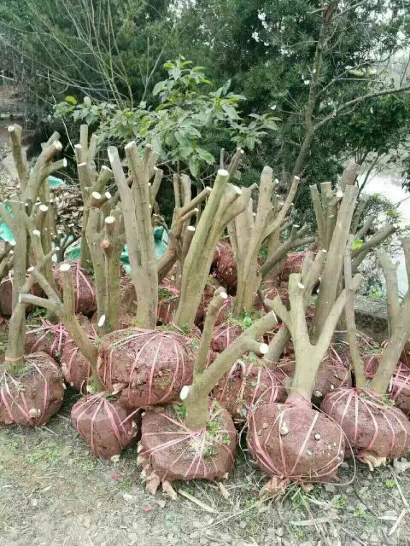 蜜橘树苗香橙树桩，无虫害