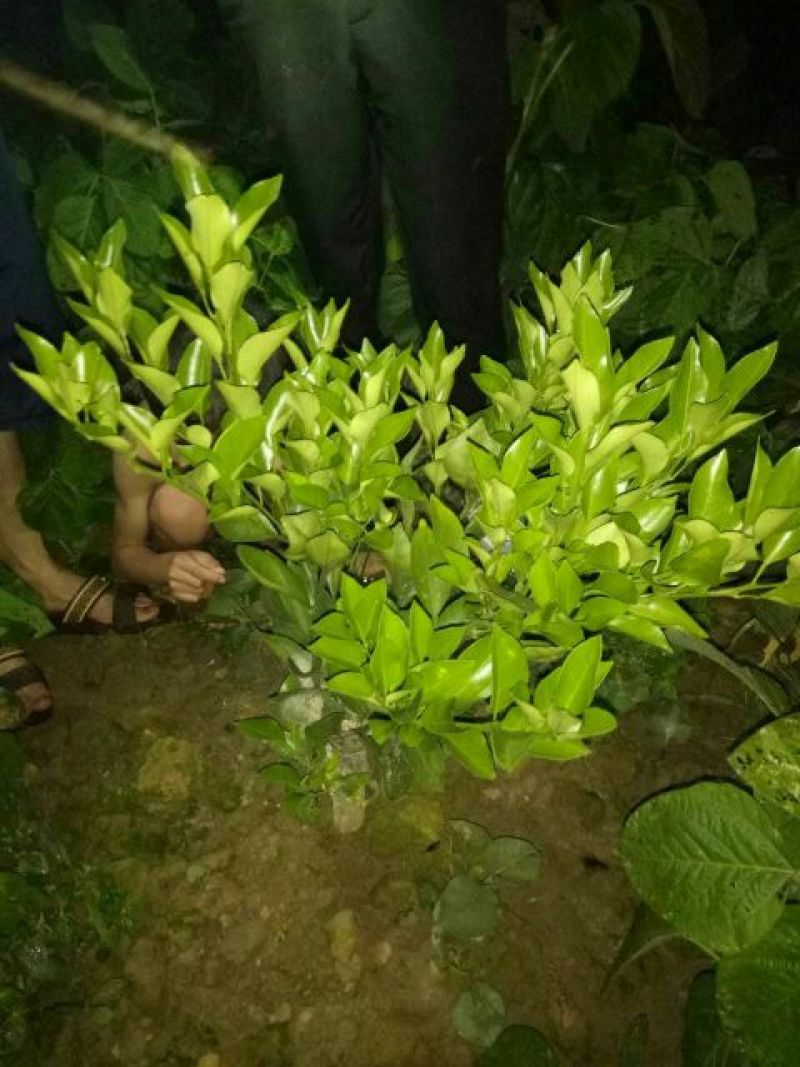 蜜橘树苗香橙树桩，无虫害