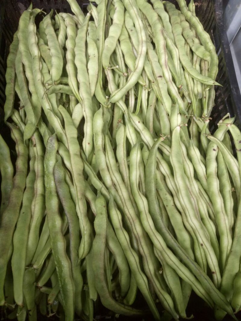 蔓生刀豆20~25cm