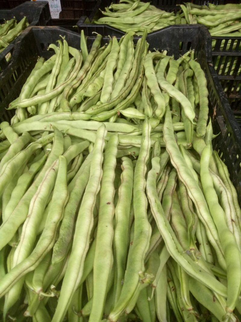 蔓生刀豆20~25cm