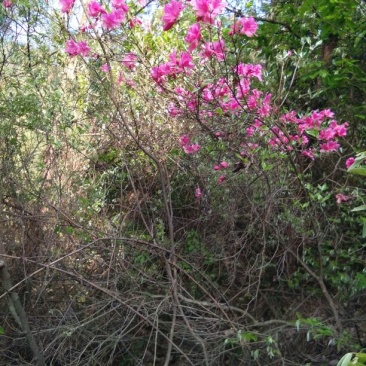 映山红树桩5cm以下，单杆。