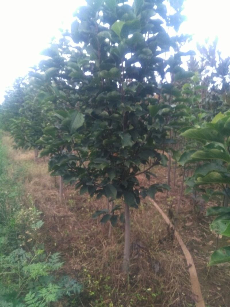 玉兰树3~6cm精品玉兰大量供货