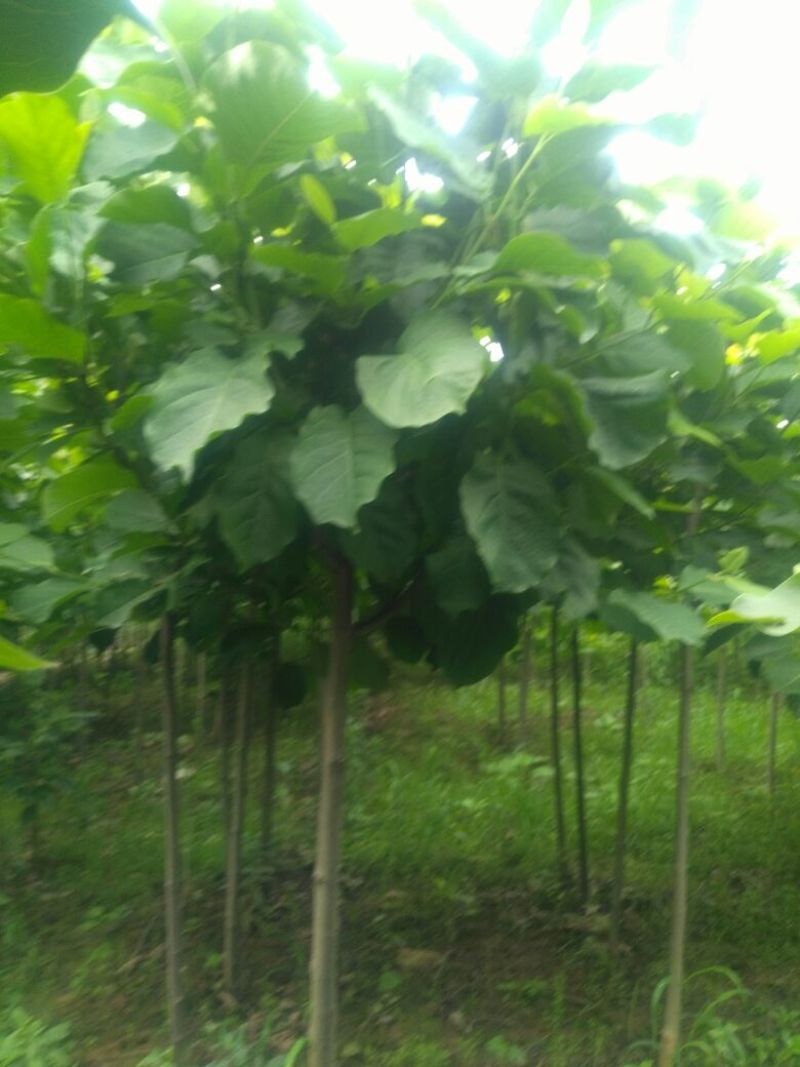 玉兰树3~6cm精品玉兰大量供货