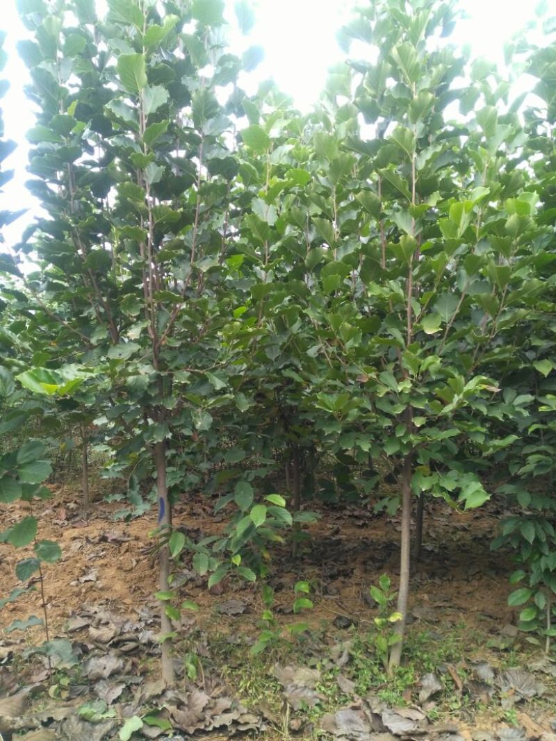玉兰树3~6cm精品玉兰大量供货