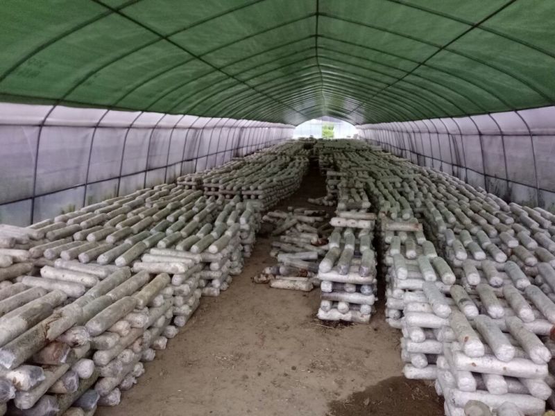 808香菇棒15*50公分