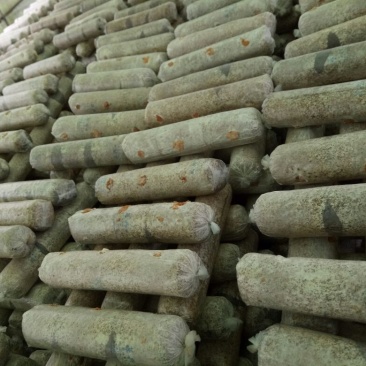 808香菇棒15*50公分