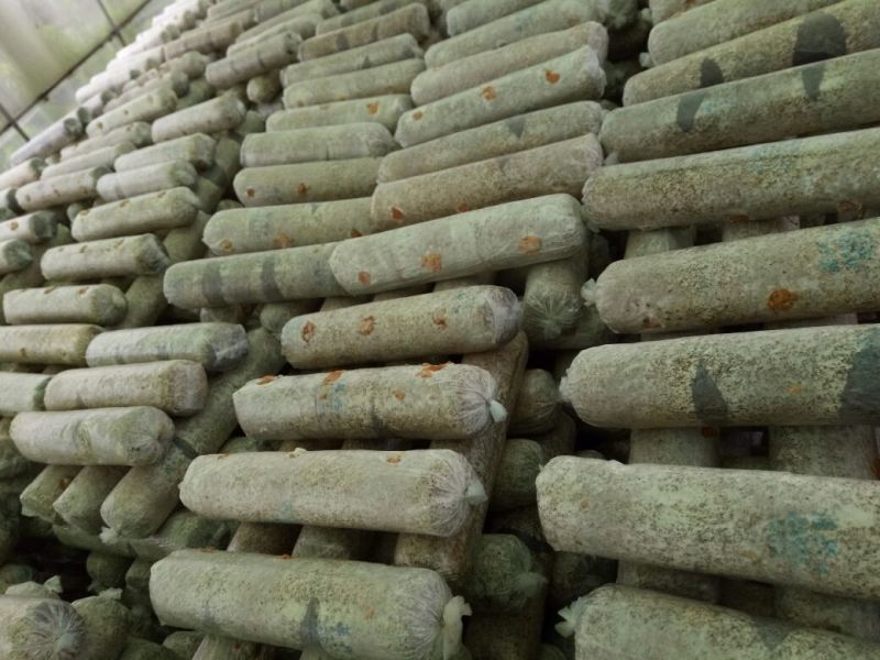 808香菇棒15*50公分