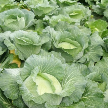 湖北平包菜2~3斤精品