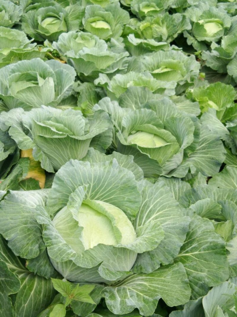 湖北平包菜2~3斤精品