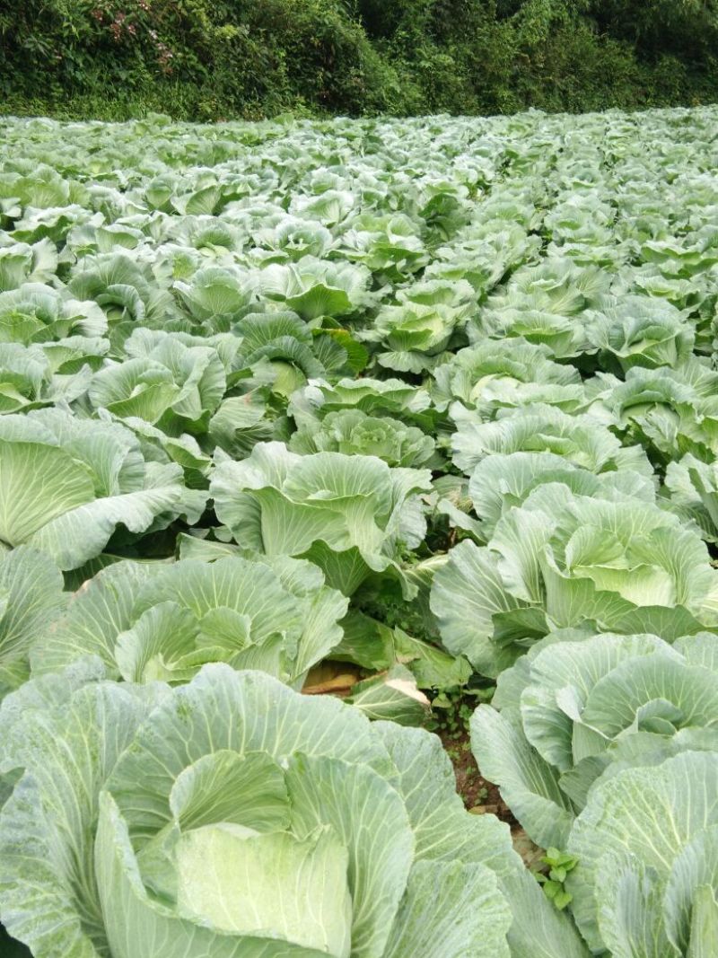 湖北平包菜2~3斤精品