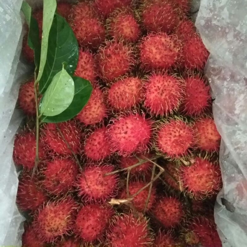 毛丹2cm以上