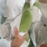 大青芒8两以上