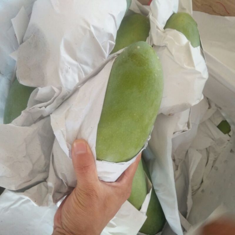大青芒8两以上